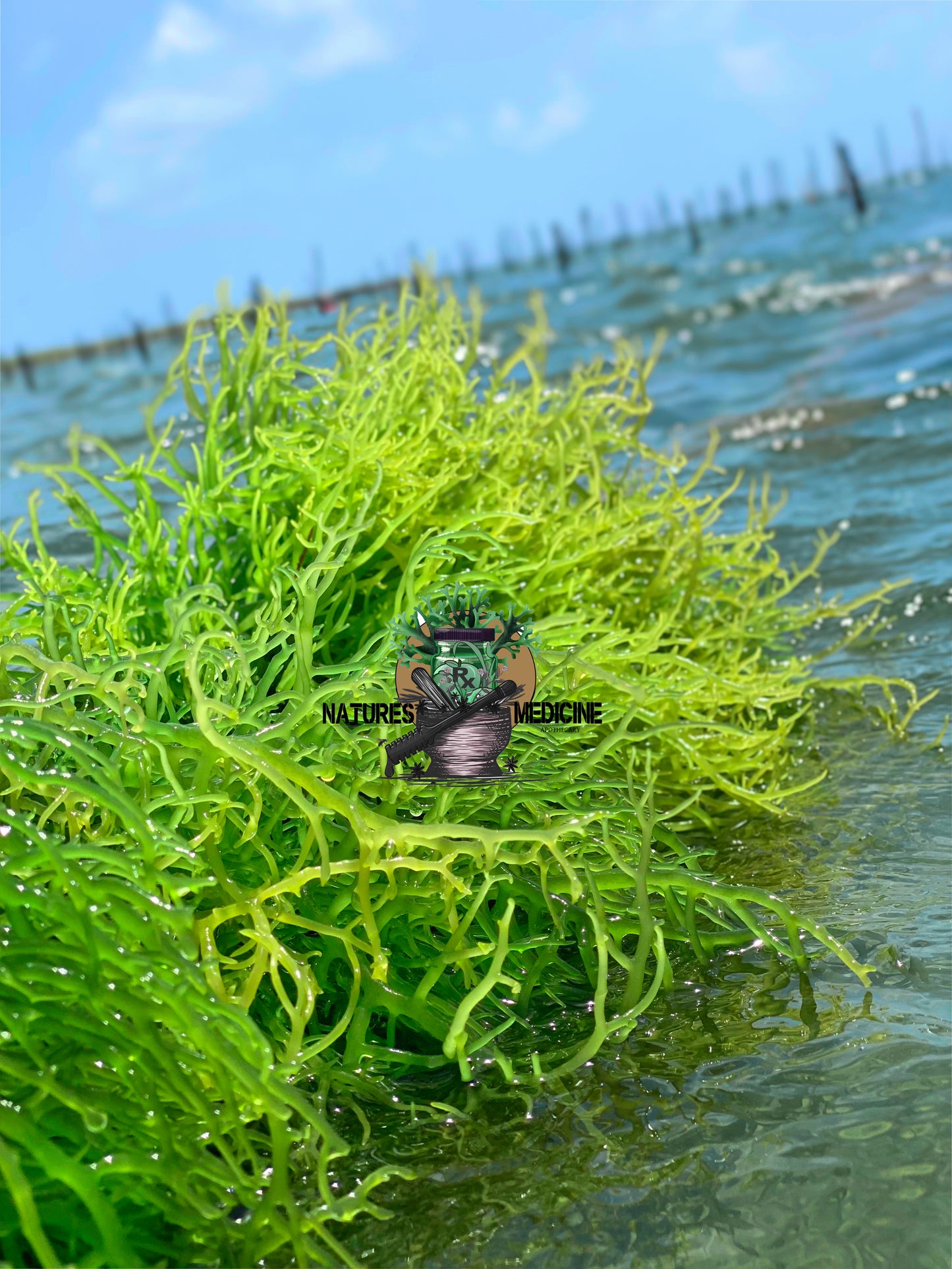 Incredible Hulk - Raw Green Seamoss